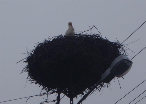 stork1 stork1